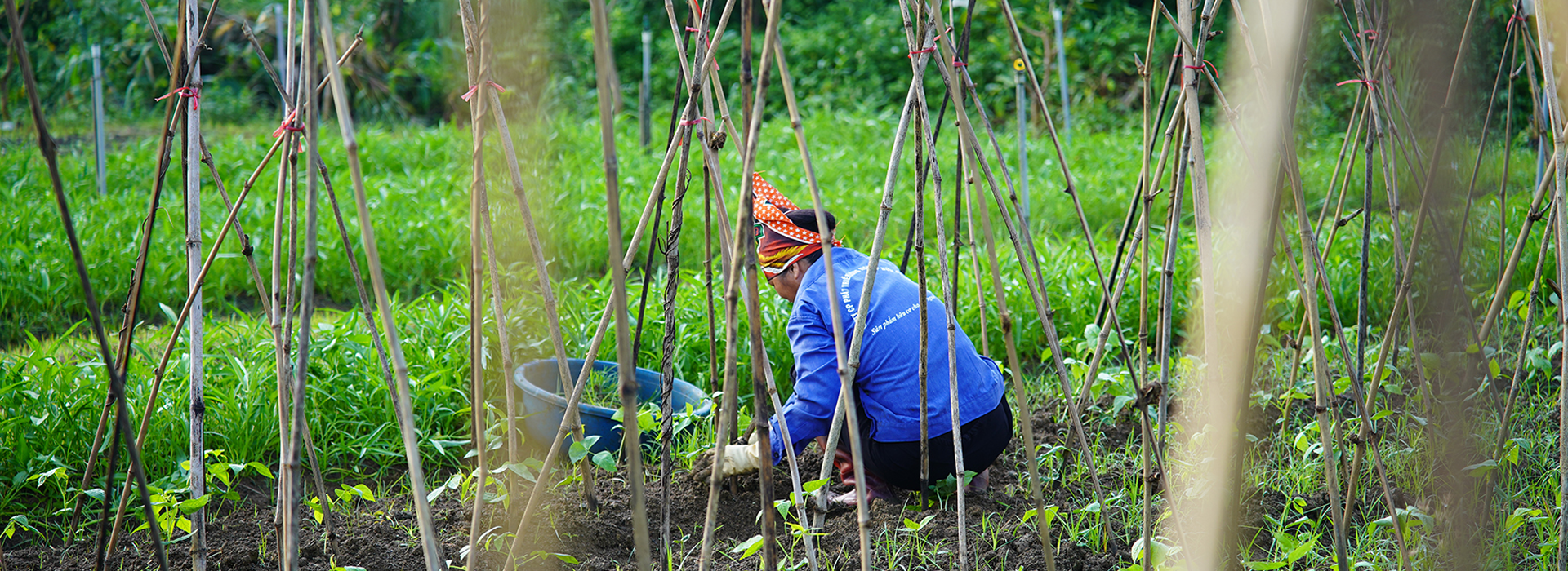 HBO vườn rau hữu cơ